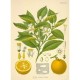 Infuzit NUIT, capsules compatibles Nespresso ®
