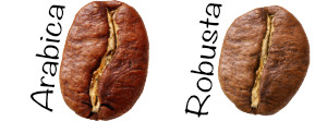 Différence entre les grains de café arabica et robusta